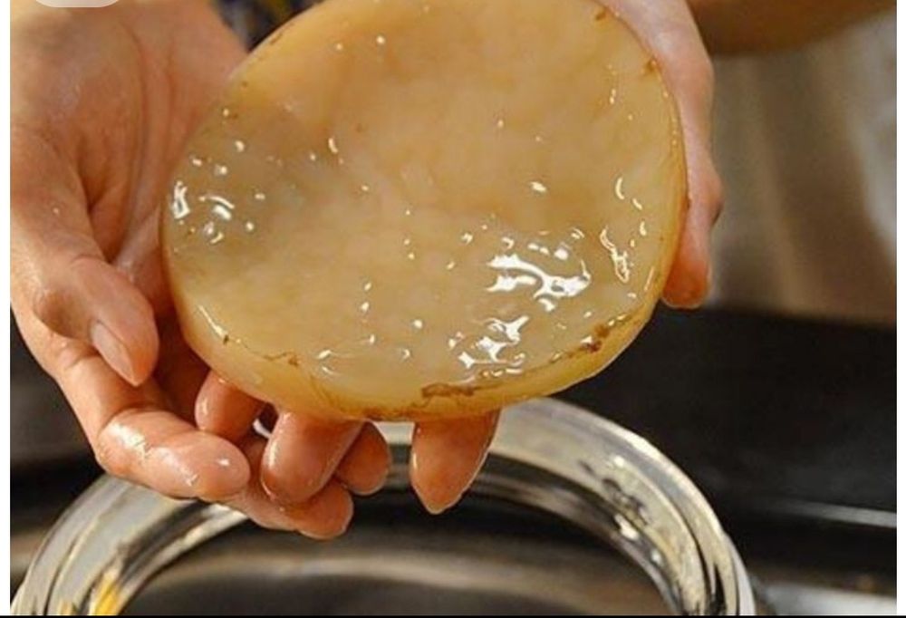 Продается Чайный гриб