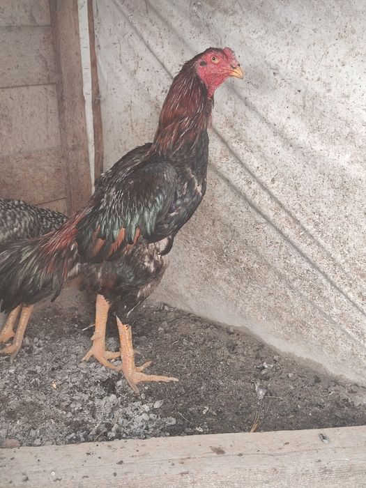 Петух дакан Кытай