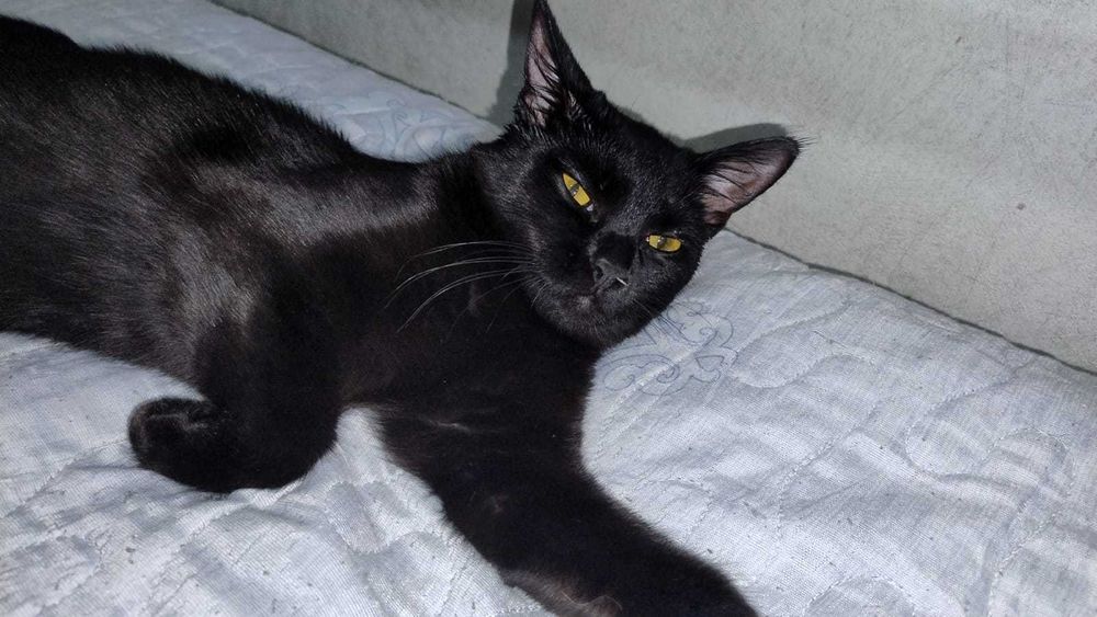 кошечка ищет дом