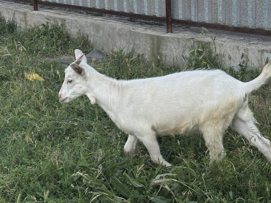 лақтар сатылады занен