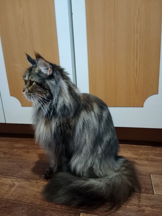 Девочка Мейн-кун