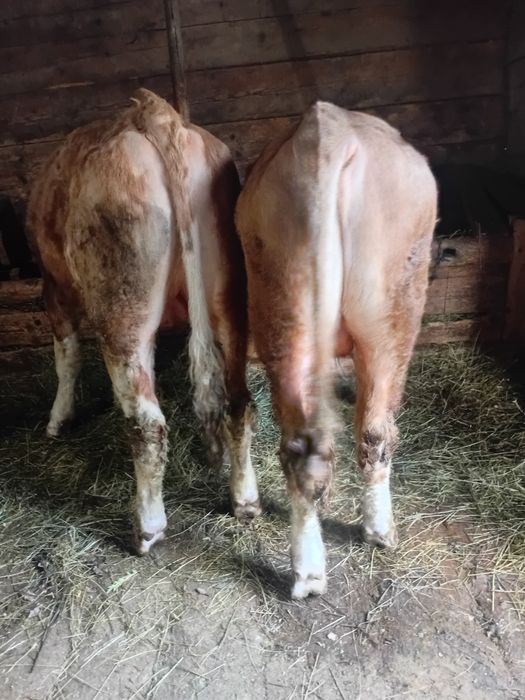 Taurus baltata romaneasca