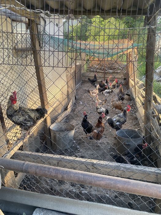 Продам курей и Петухов