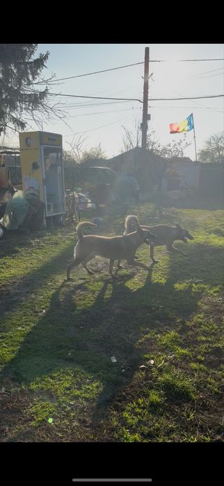 Donez doua femele de Ciobanesc Malinois !