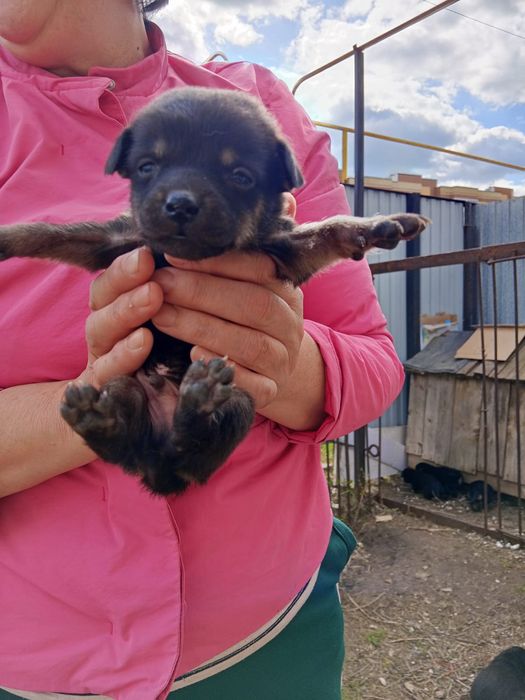 Отдам щенят в добрые руки