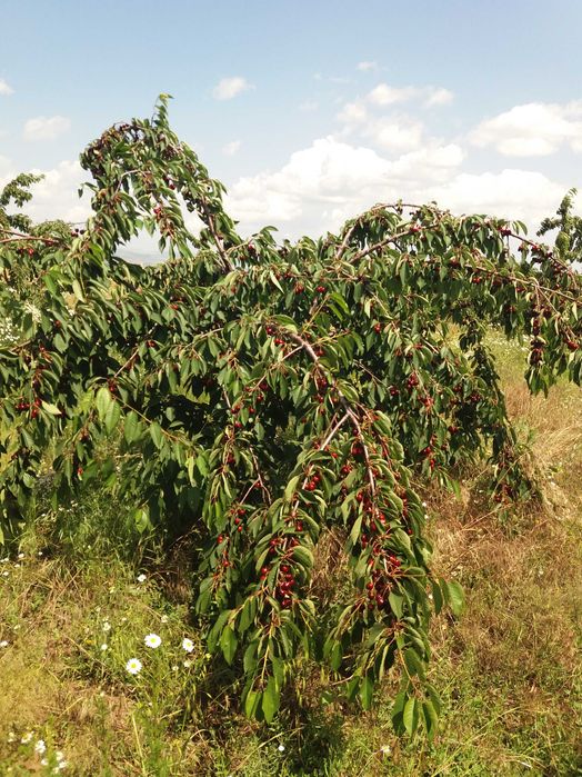 Продава се 11 дка млада черешова градина