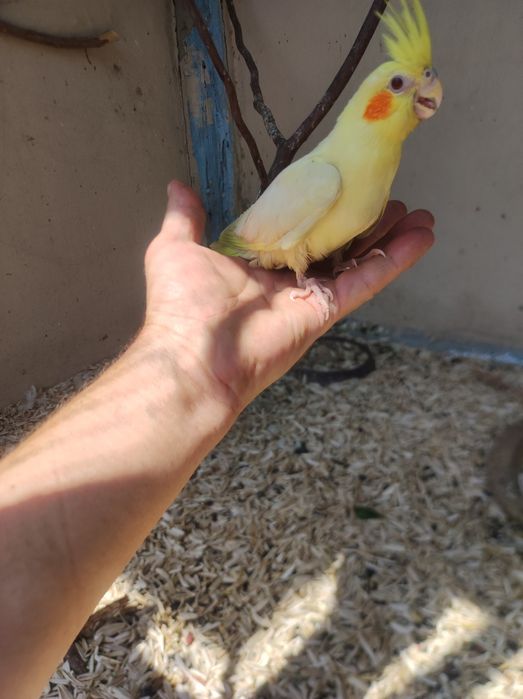 Продам молодых корел ручные