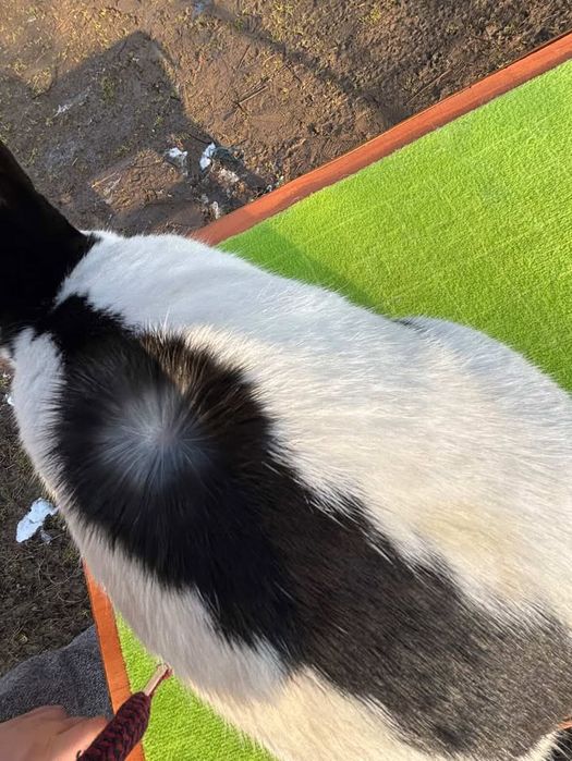 Iepuri Fluture german