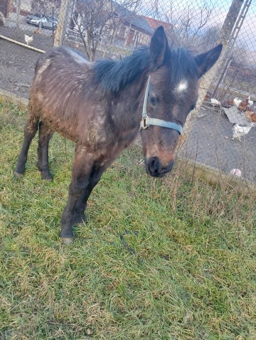 Vând mânz de un an și jumătate sau se schimbă pe o mânză