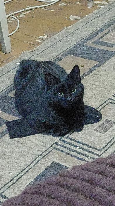 Кошка ищет семью и дом