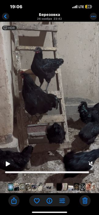 Гигант диржиски тауык