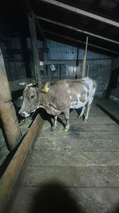 Продам корову стельная