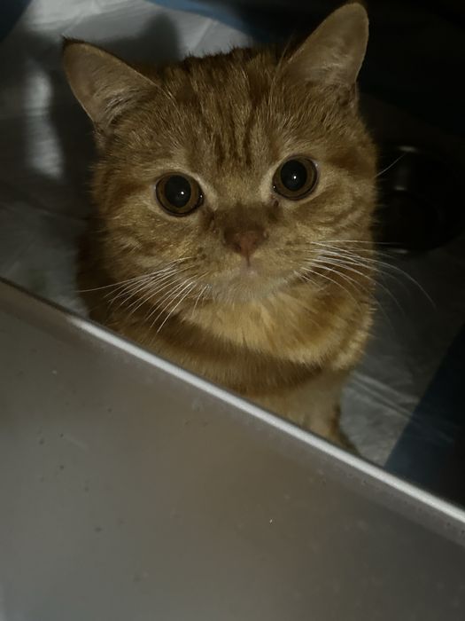 Котик в самые добрые руки