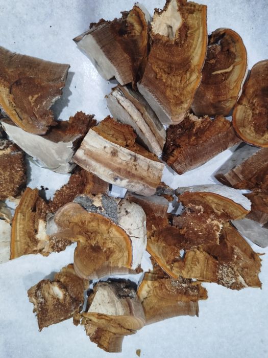 Трутовик трутовик