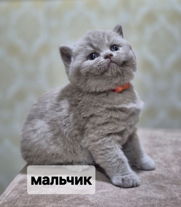 Продаётся британский кш