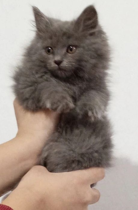 Котёнок 2 месяца девочка ищет тёплый дом!!