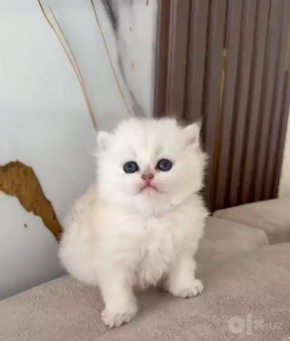 британский чистокровный мальчик