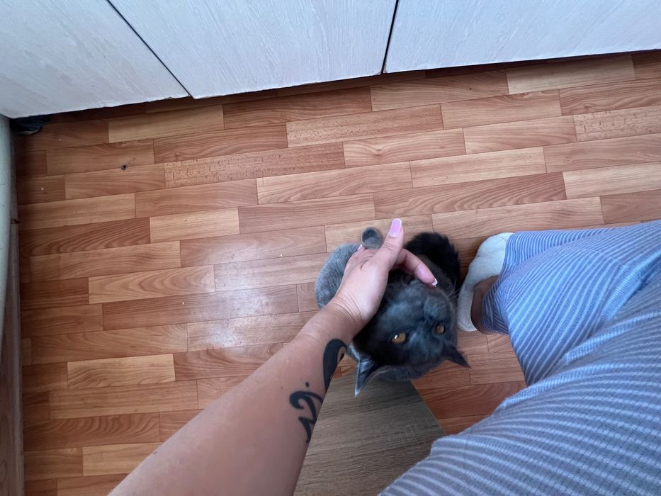 Скрещивание кота