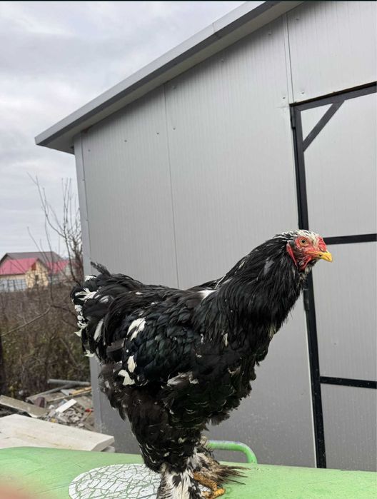 Cocos brahma bobat mai 2025