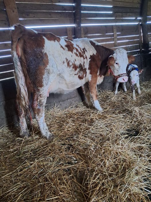 Vând jurincă cu vițea