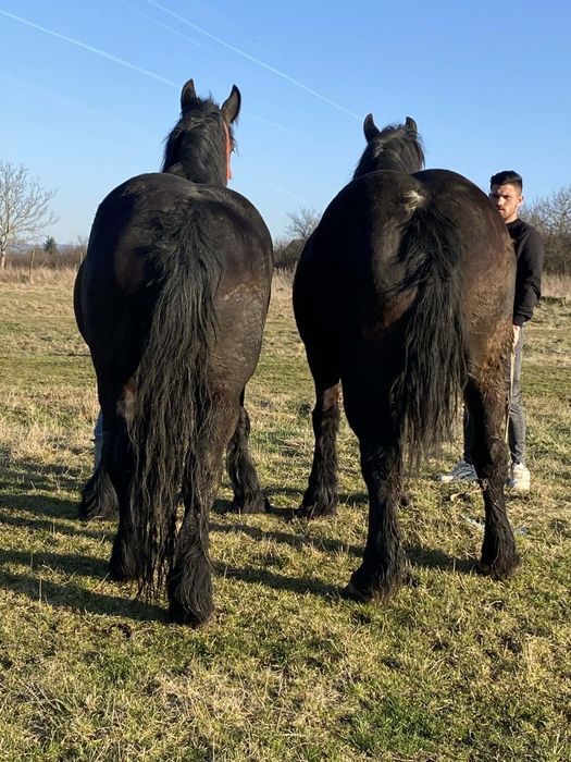 Vând mânze de 3 ani