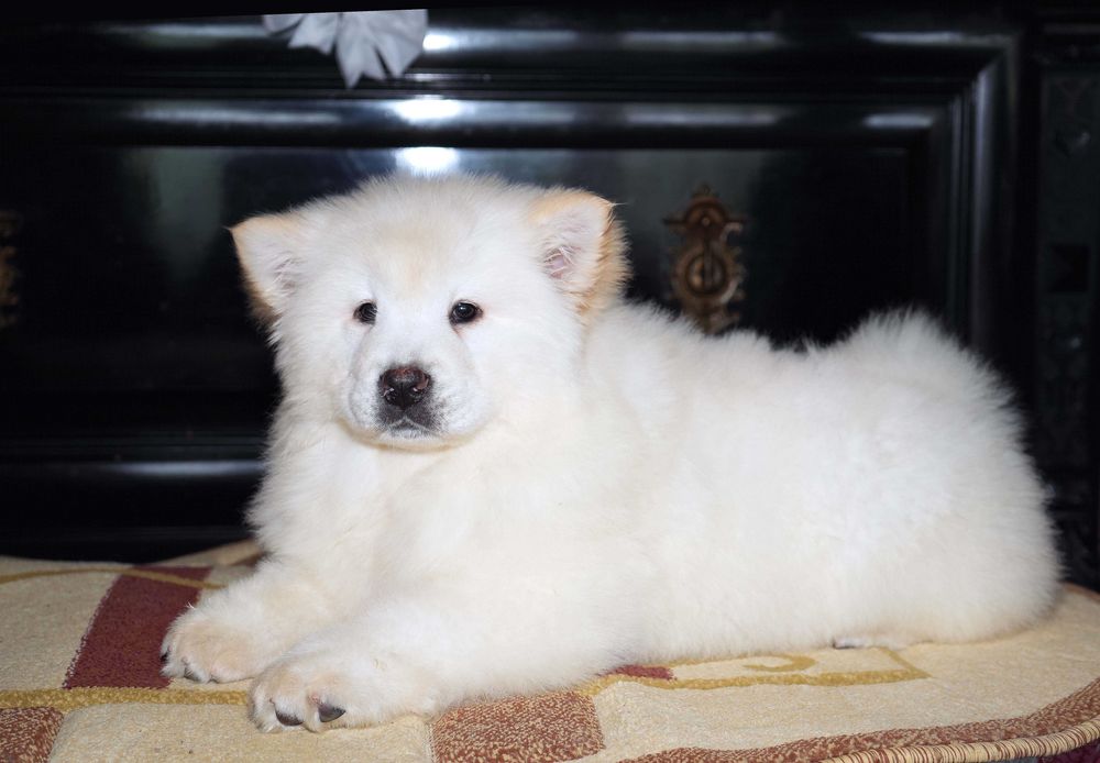 Pui Chow Chow superb