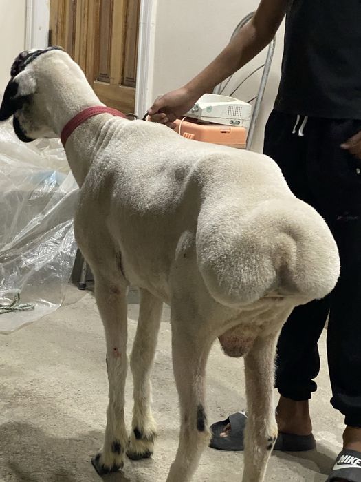 Кора кулок кучкор сотилади