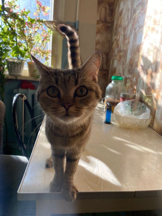 Милая красивая кошка
