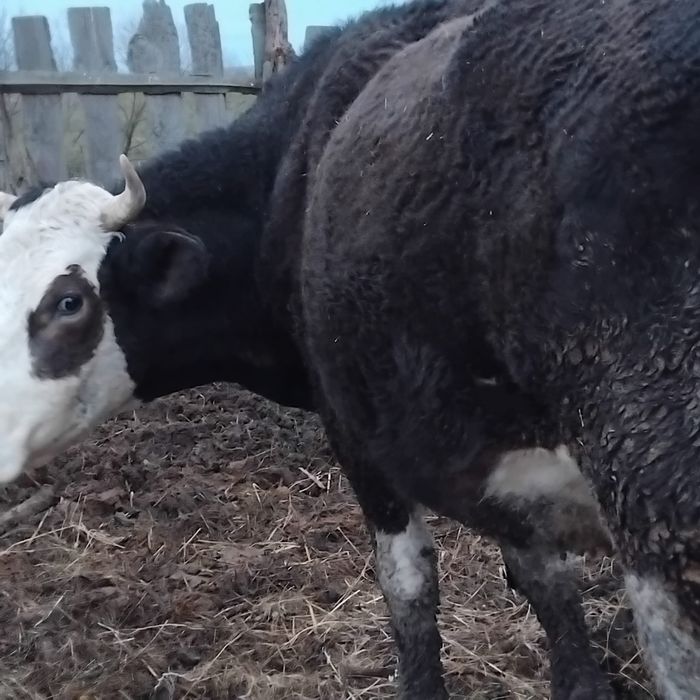 Vând vaca fatata recent