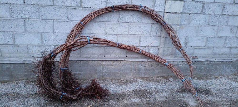 Uzum koʻchatlari sotiladi