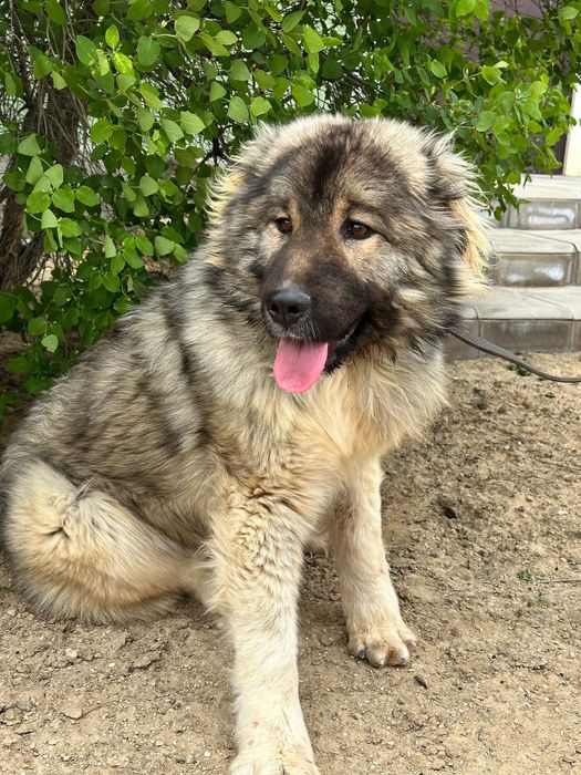 Кавказская овчарка