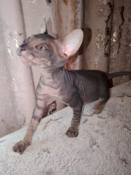 Продаёться очаровательный котёнок сфинкс.