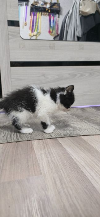В добрые ручки девочка 1.5 месяца
