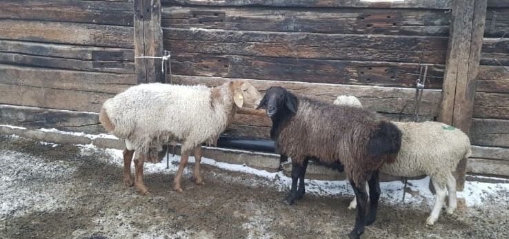 Продаю баранов на выбор