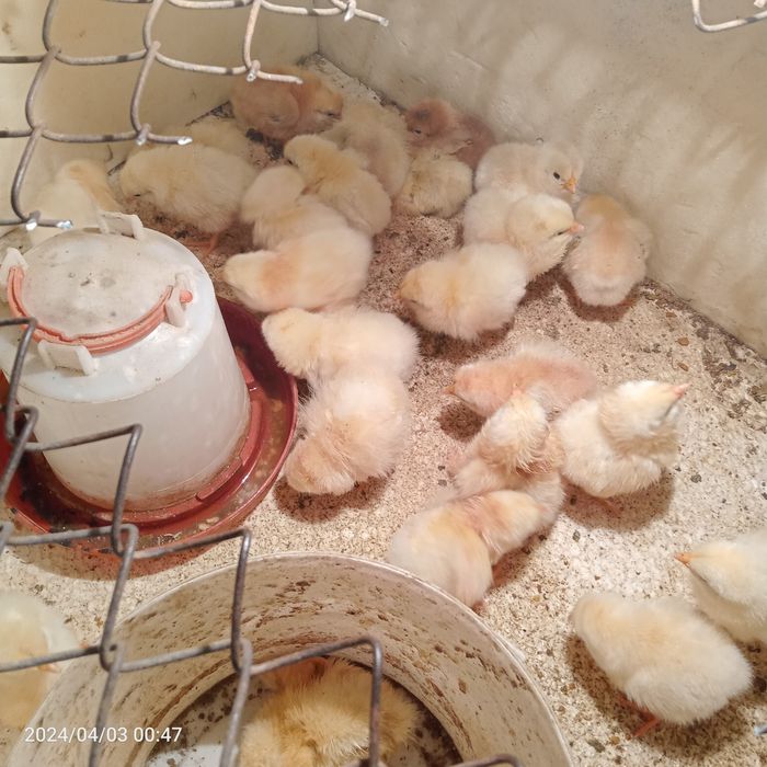 Балапан несушка домашний