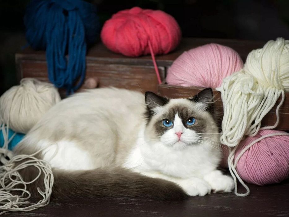 Привозные РЕГДОЛЛЫ!!