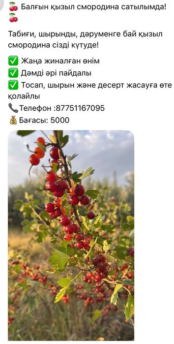 Смородина  и ранетки свежие