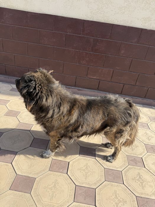 Породистая собака