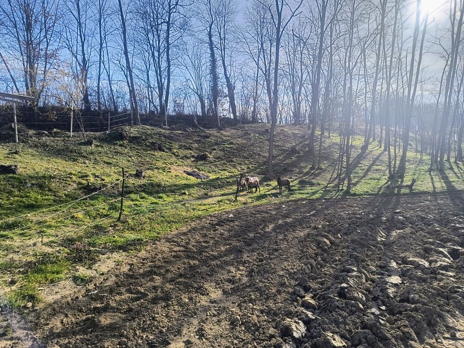 Vând 3 oi de camerun și un berbec tinere