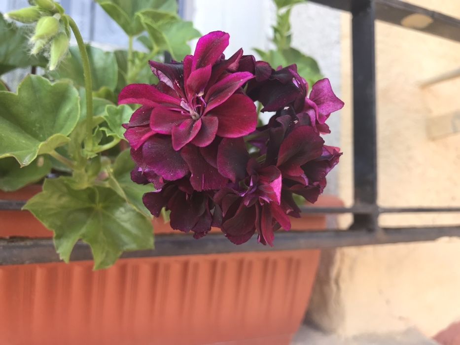 Сакъзчета резник