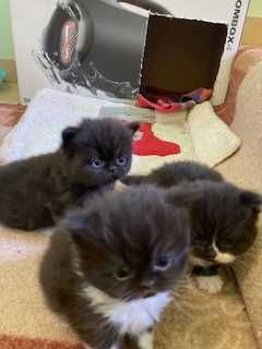 Персийски котета