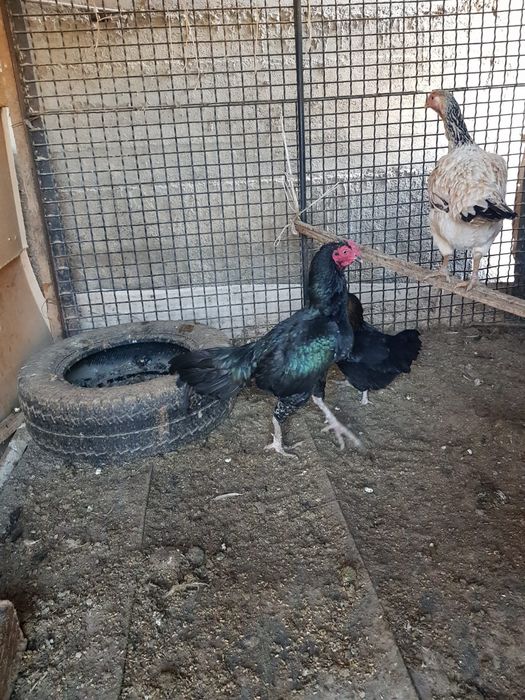 Петух  прадаётся