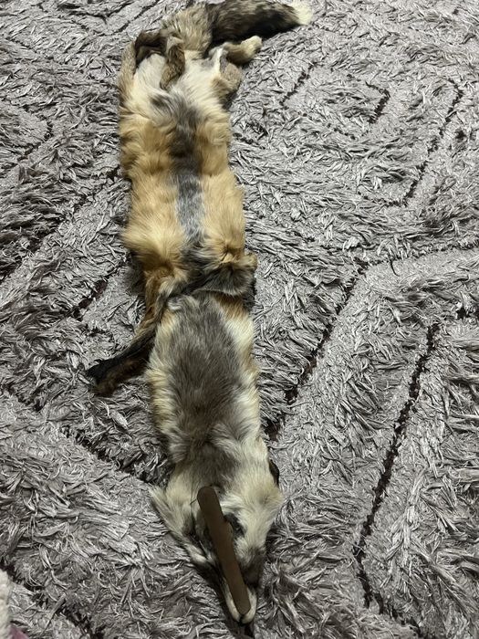 Лисица за палто