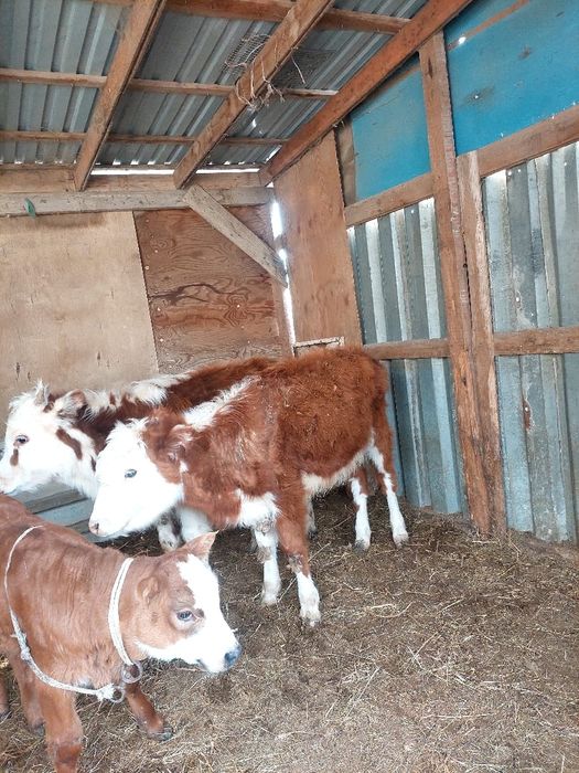 Баспактар сатылады