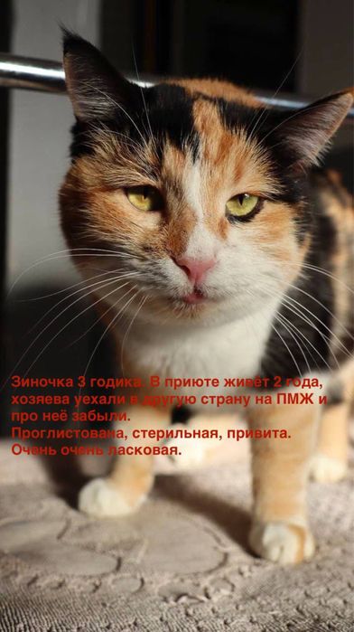 Кошка Зиночка ищет семью!