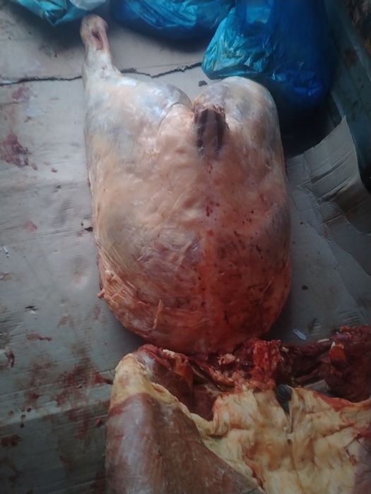 Мясо Конина Байтал