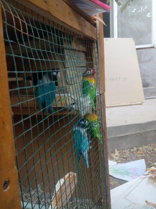 Nerazdushka 2 para sotiladi