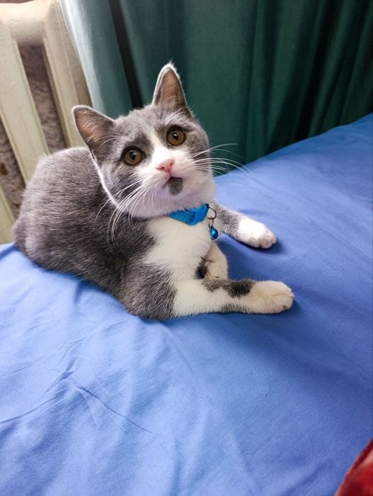 Шотландский мушук сотилади 6 ойлик