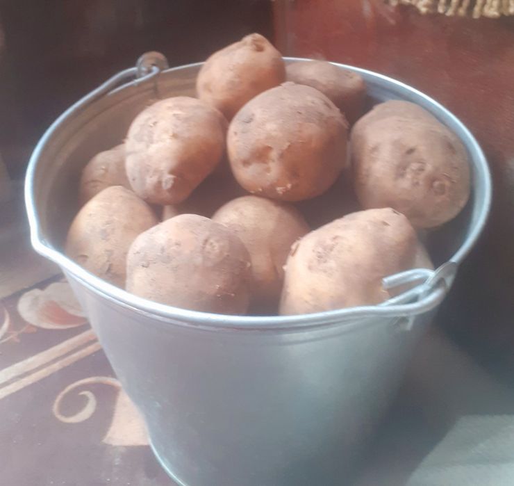 Продам тыкву медовую