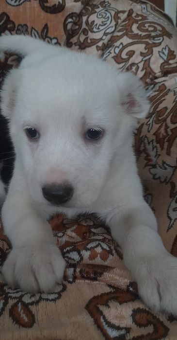 Продаются щенки Алабай (САО)